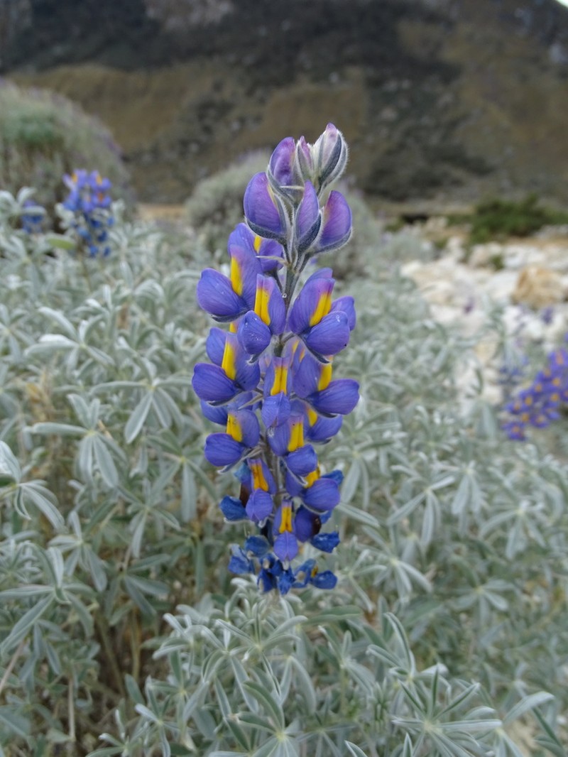 Lupinus ballianus photo 8