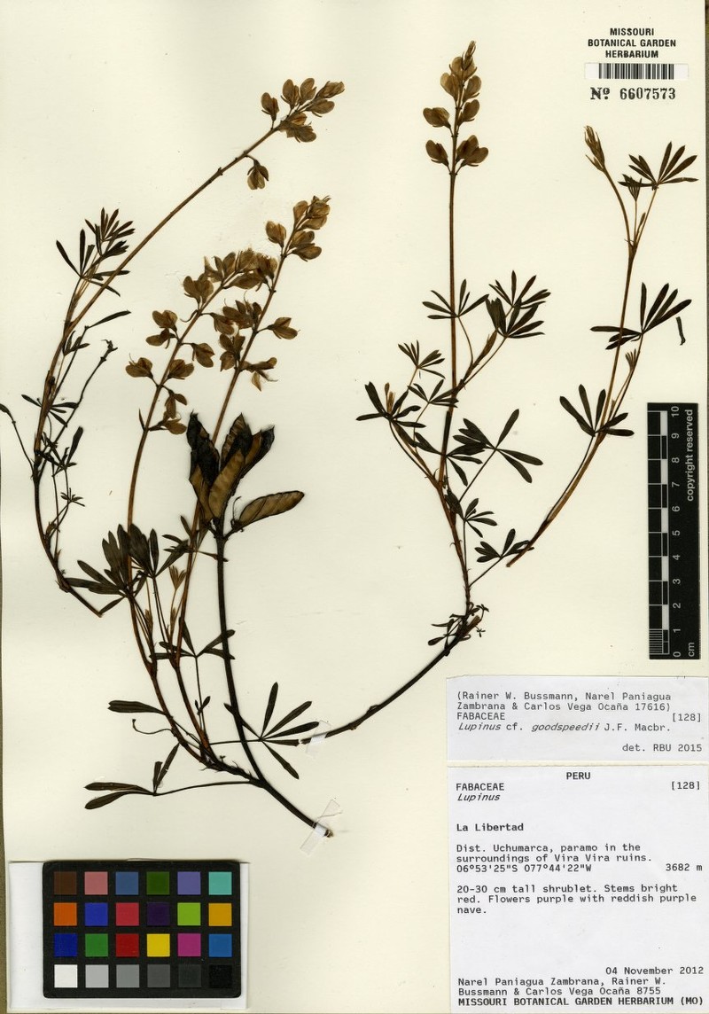 Lupinus bandelierae
