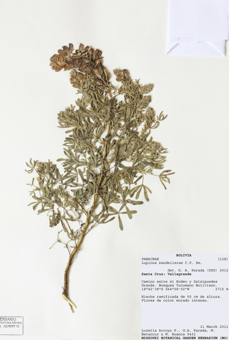 Lupinus bandelierae photo 2