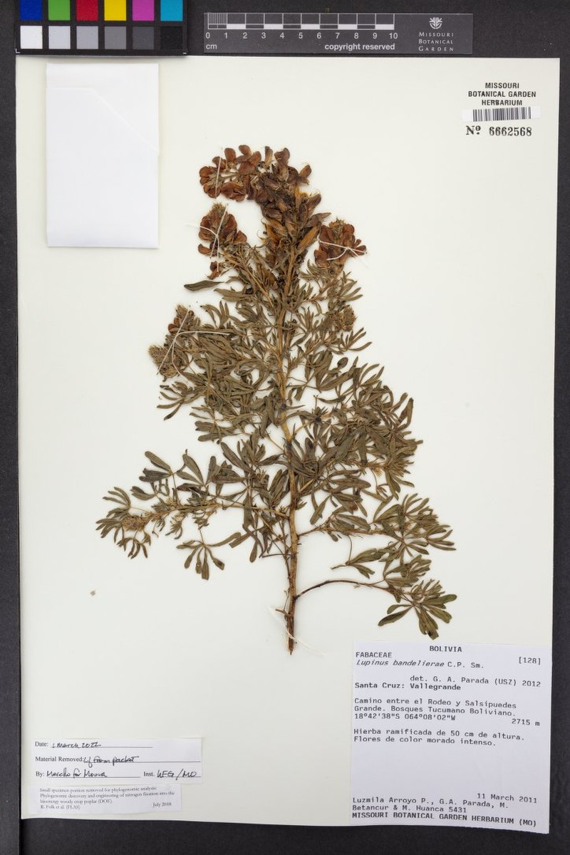 Lupinus bandelierae photo 3