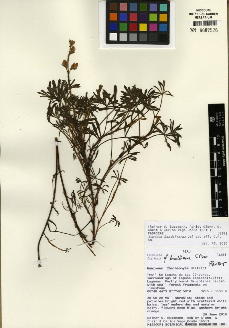 Lupinus bandelierae photo 4