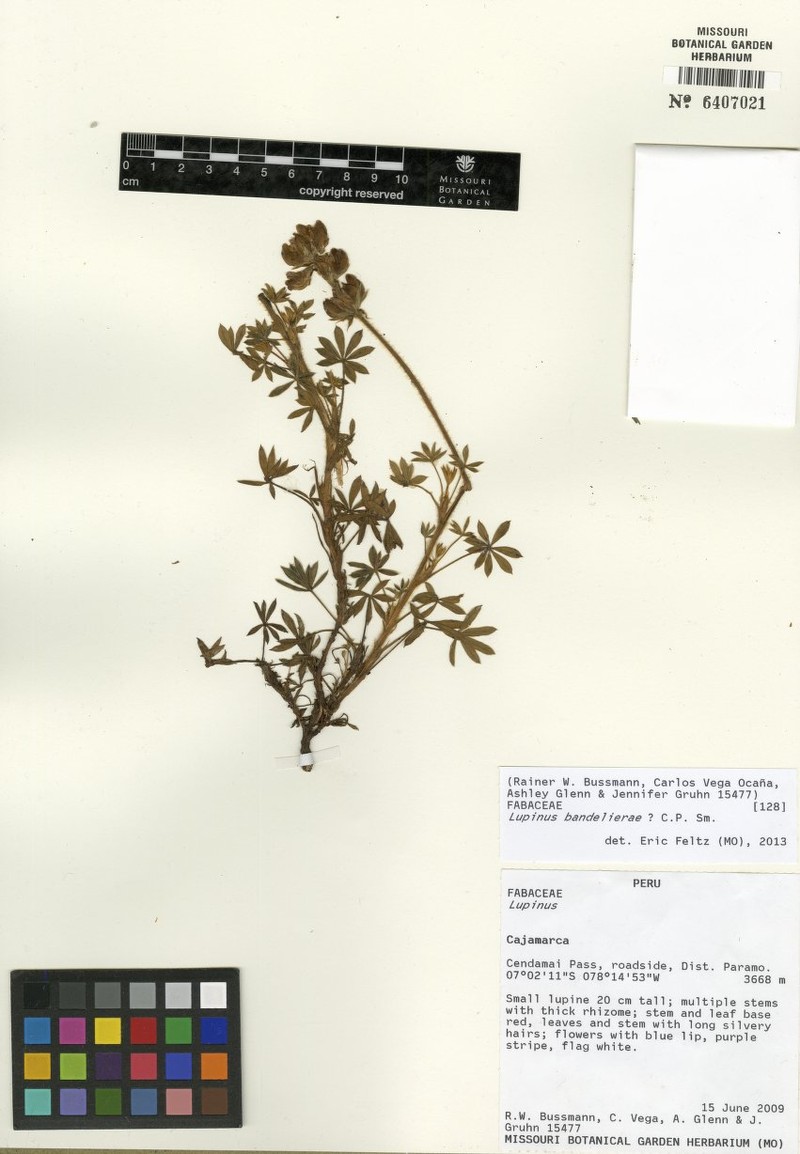 Lupinus bandelierae photo 5