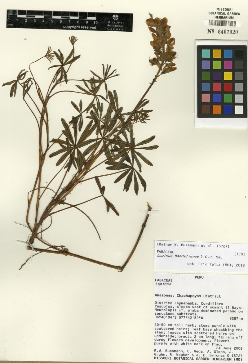 Lupinus bandelierae photo 6