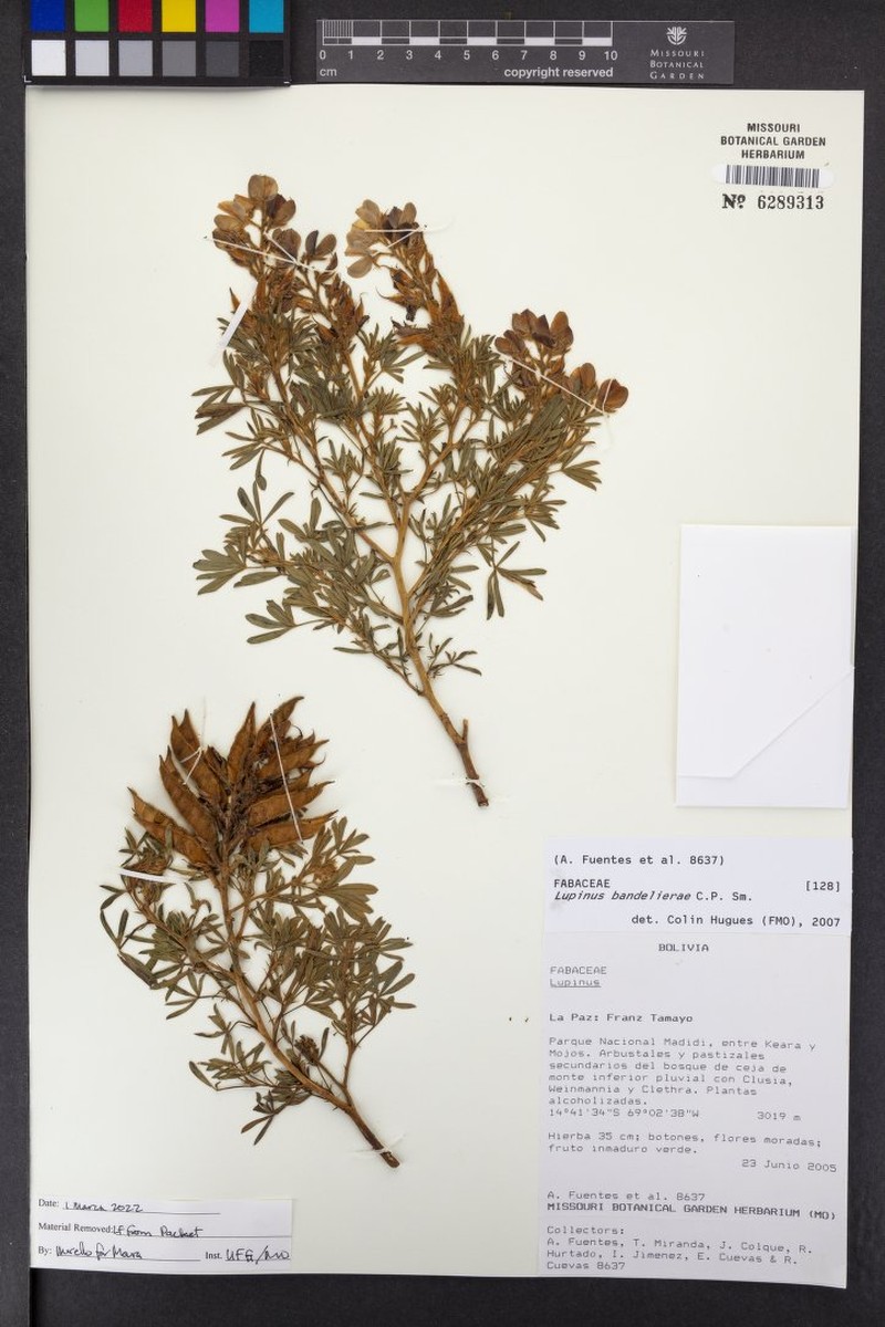 Lupinus bandelierae photo 7