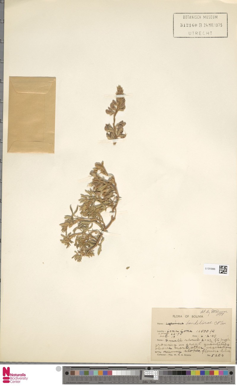 Lupinus bandelierae photo 8