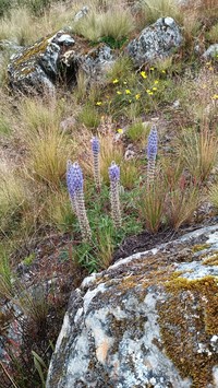 Lupinus bangii