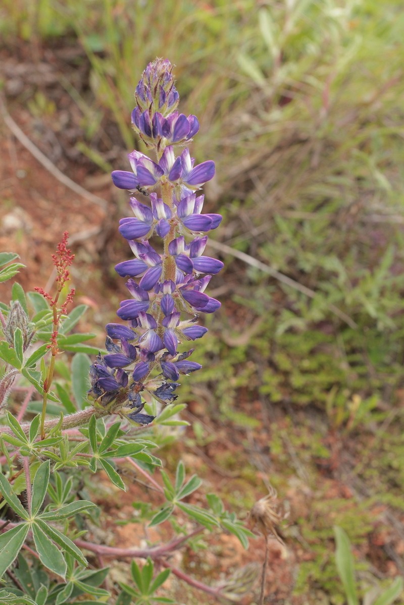 Lupinus bangii photo 2
