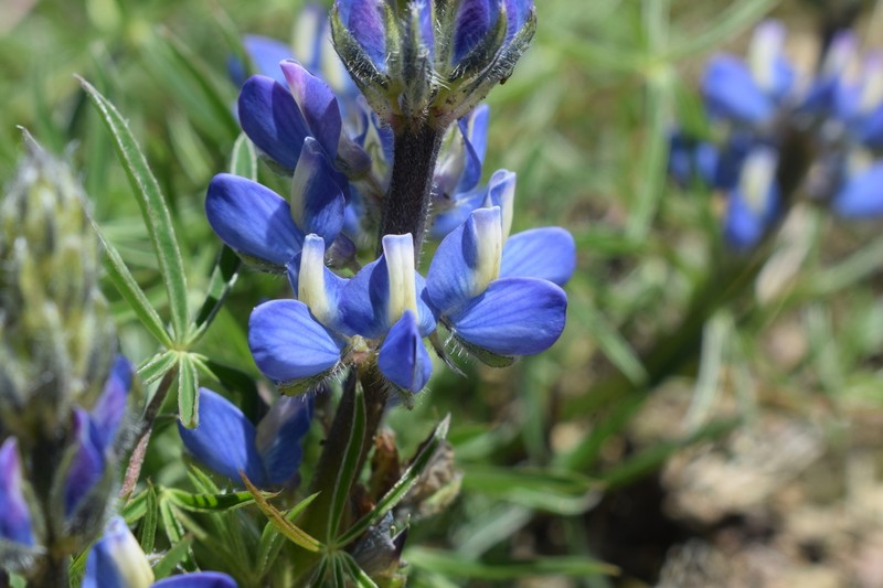 Lupinus bangii photo 3