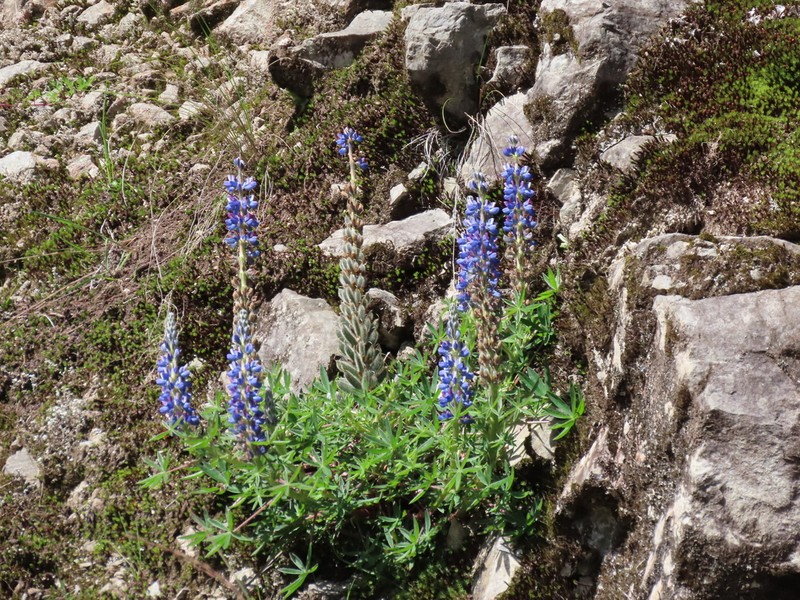 Lupinus bangii photo 4