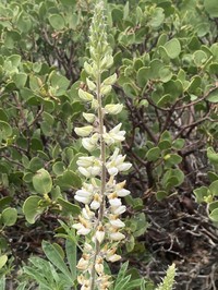 Bearded Lupine