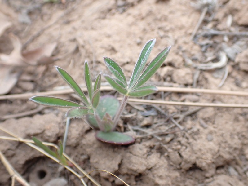 Bearded Lupine photo 2