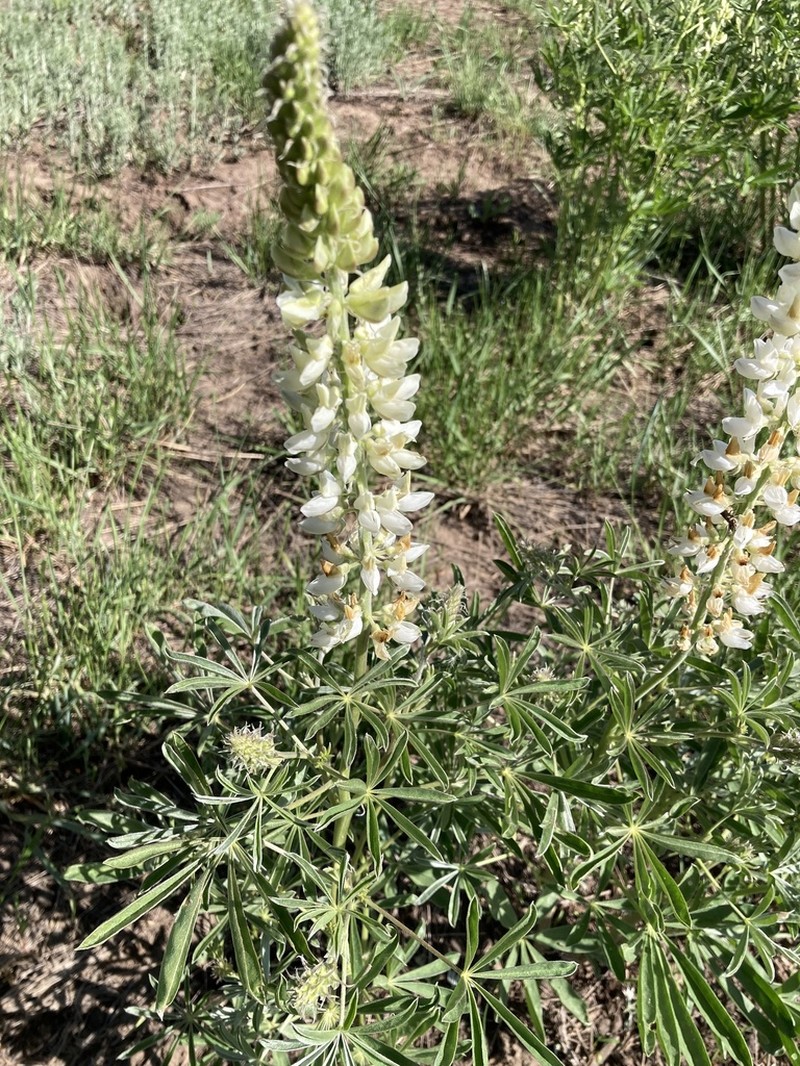 Bearded Lupine photo 3