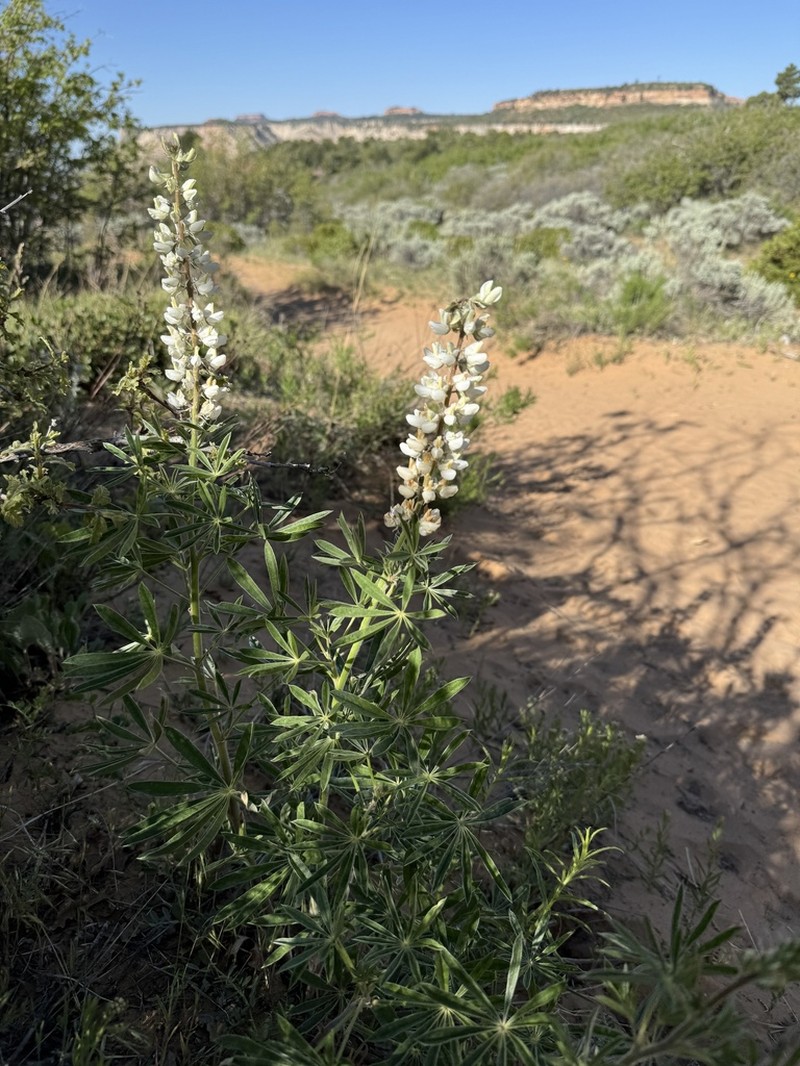 Bearded Lupine photo 4