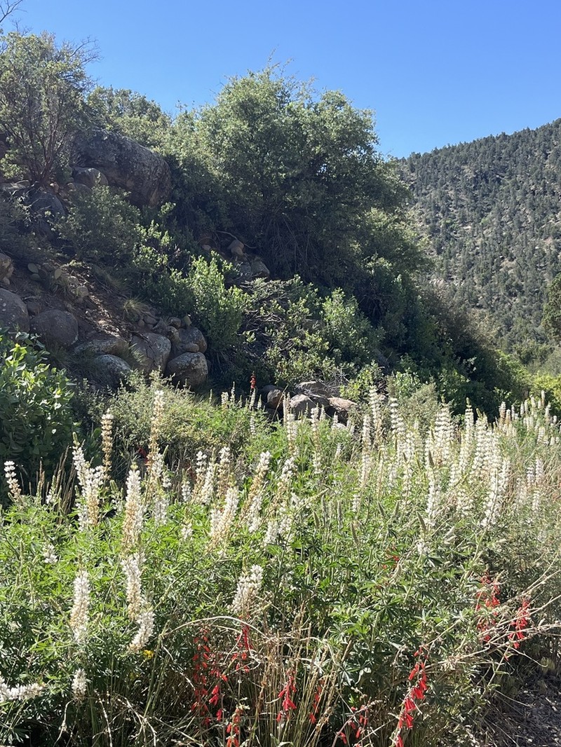Bearded Lupine photo 5