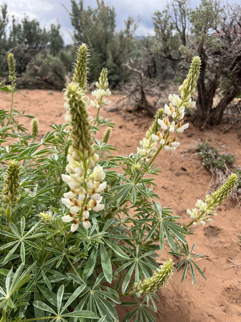 Bearded Lupine photo 6