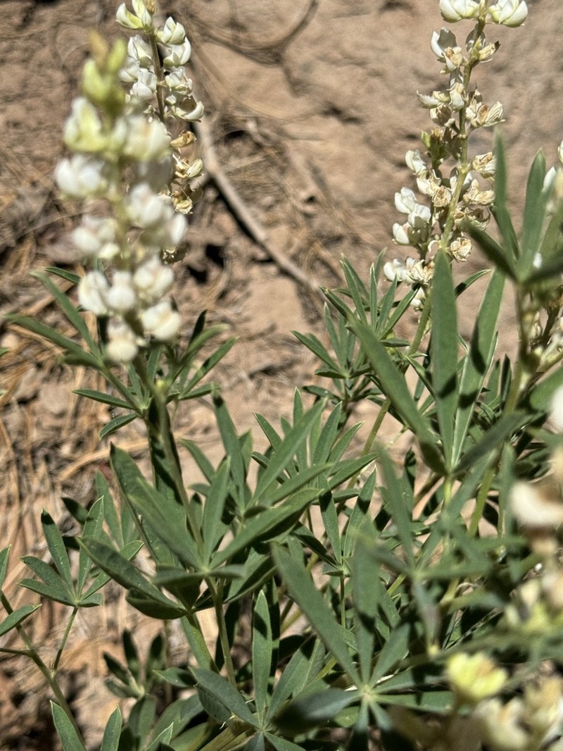 Bearded Lupine photo 7