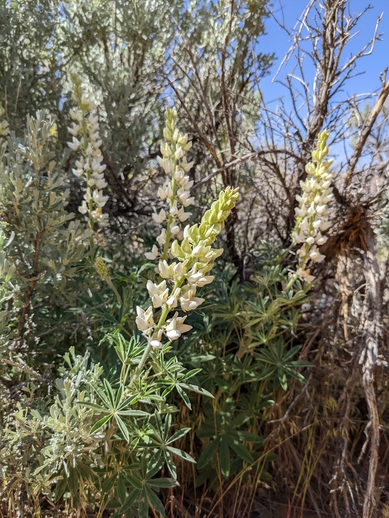 Bearded Lupine photo 8