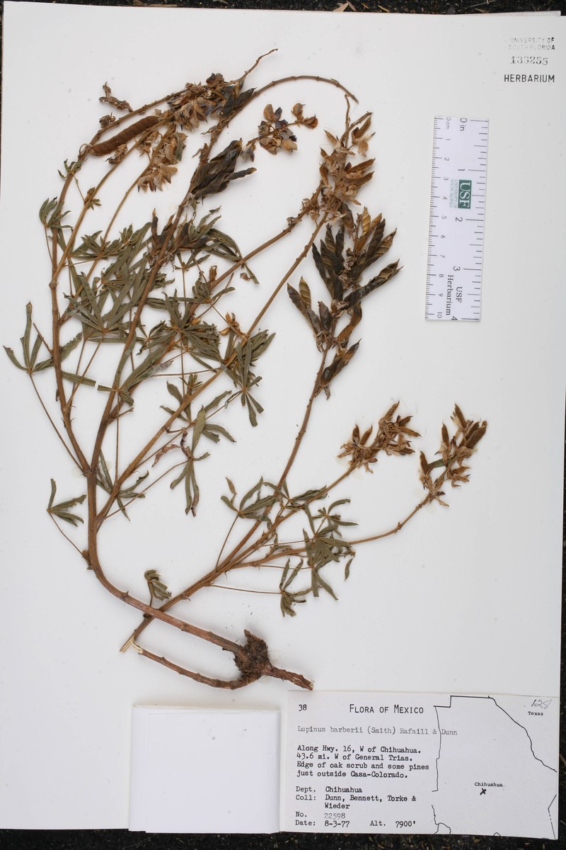 Lupinus barkeri