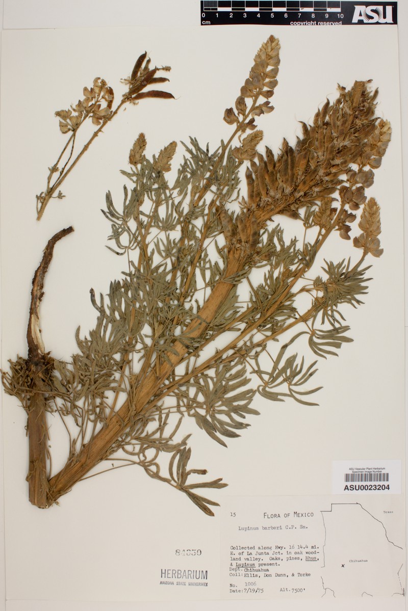 Lupinus barkeri photo 2