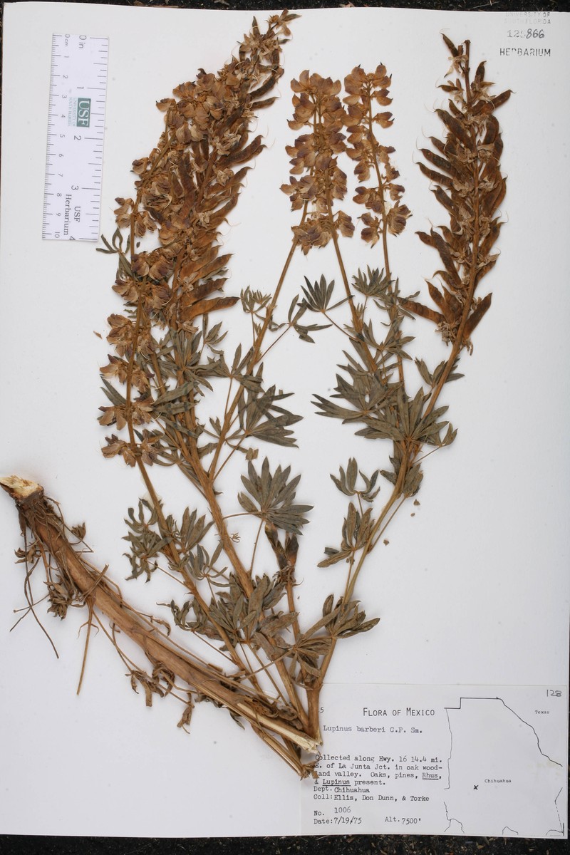 Lupinus barkeri photo 3