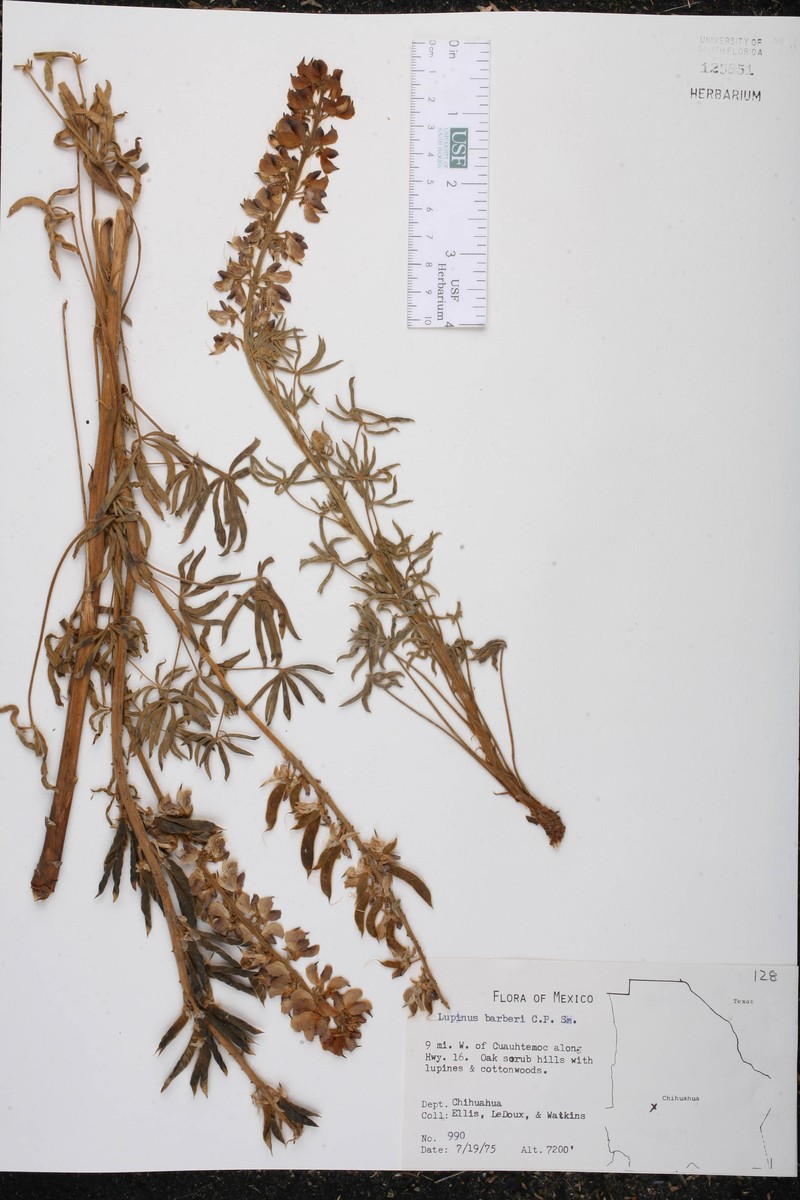 Lupinus barkeri photo 4