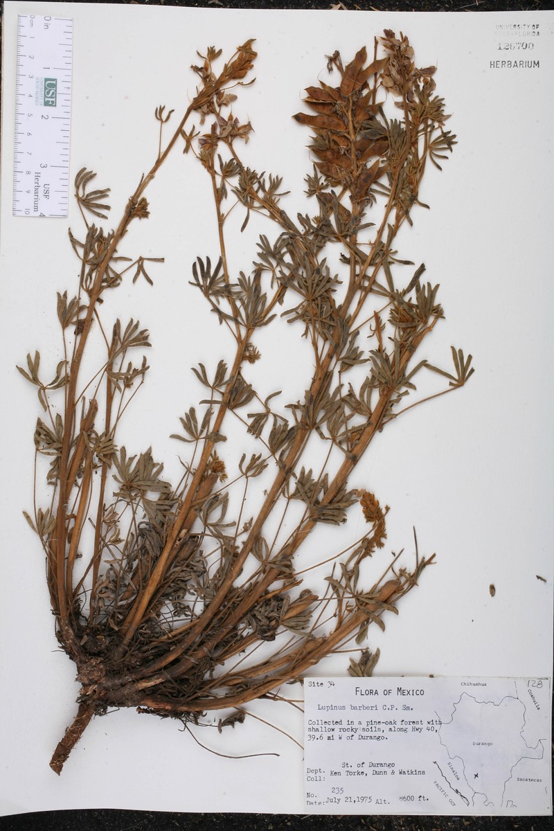 Lupinus barkeri photo 5