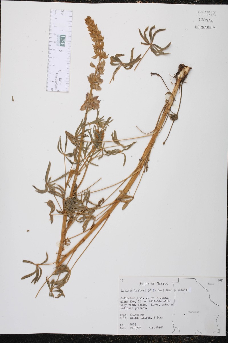 Lupinus barkeri photo 6