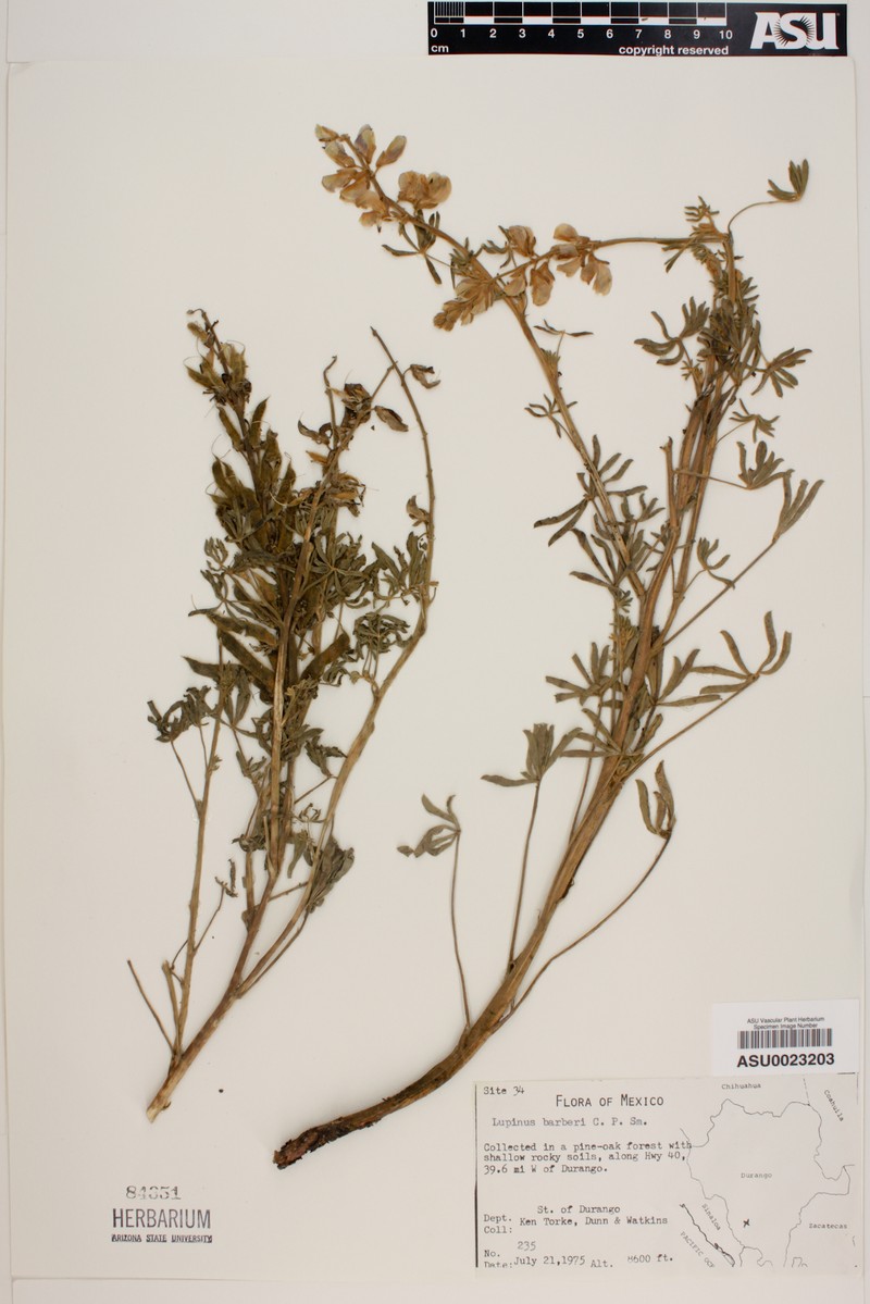 Lupinus barkeri photo 8