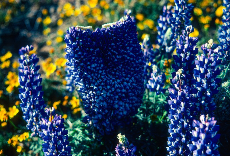 Spider Lupine photo 2