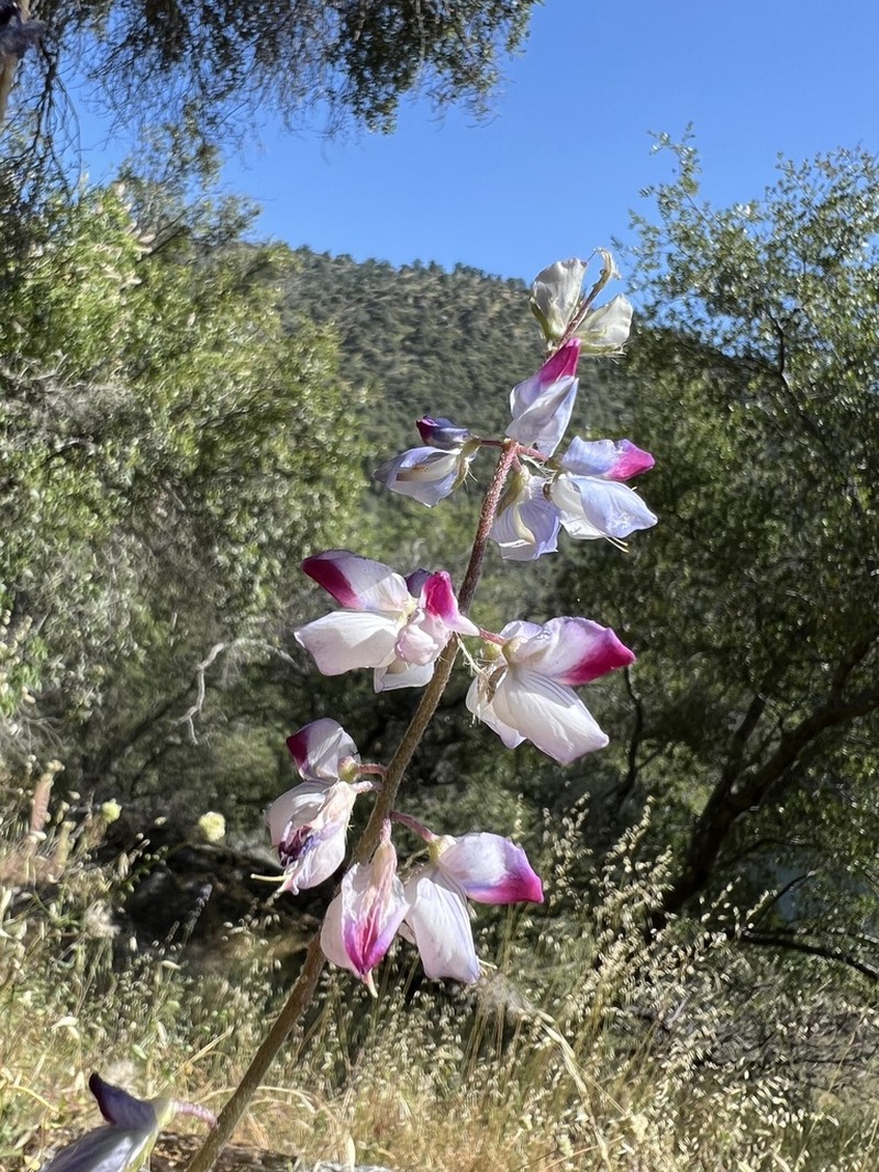 Spider Lupine photo 3