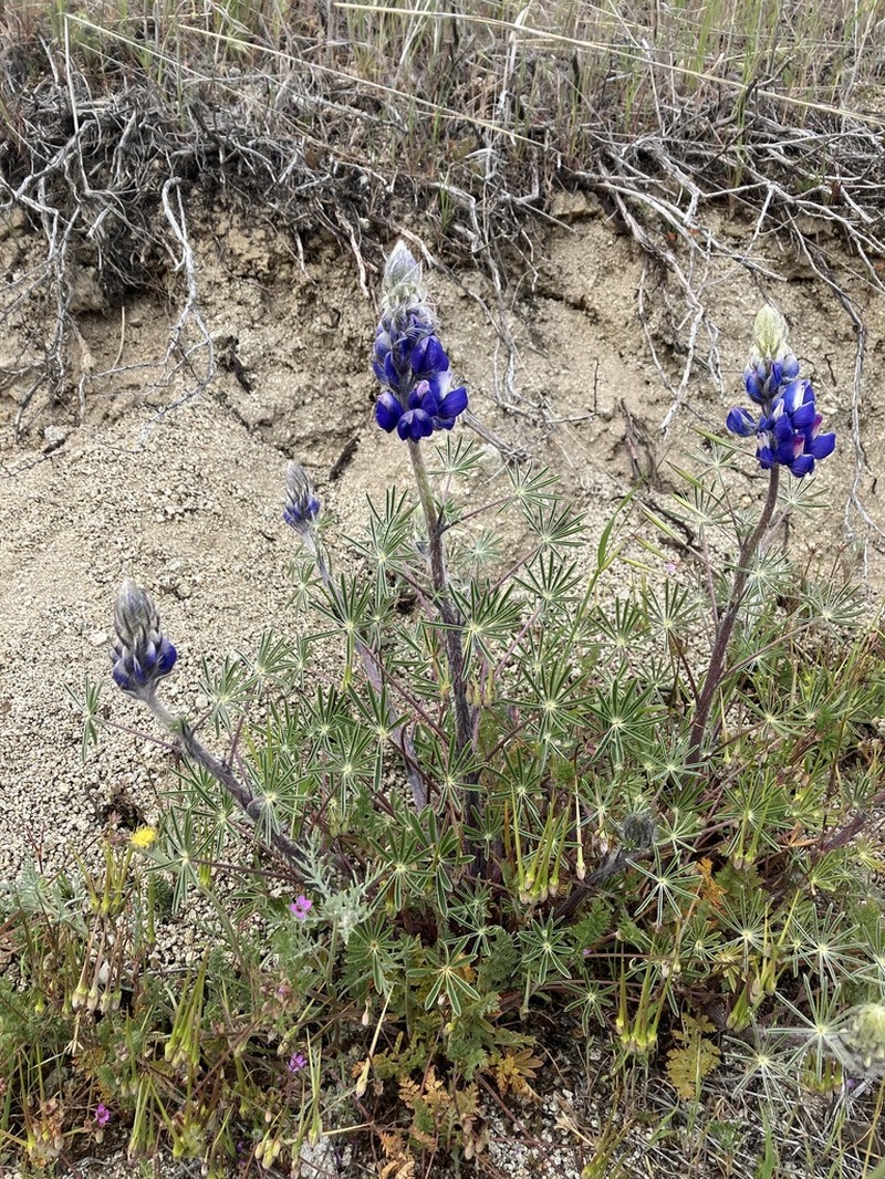 Spider Lupine photo 4