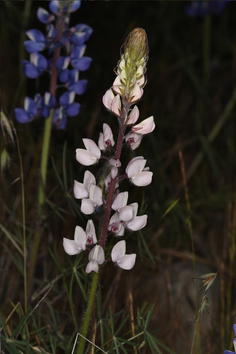Spider Lupine photo 5