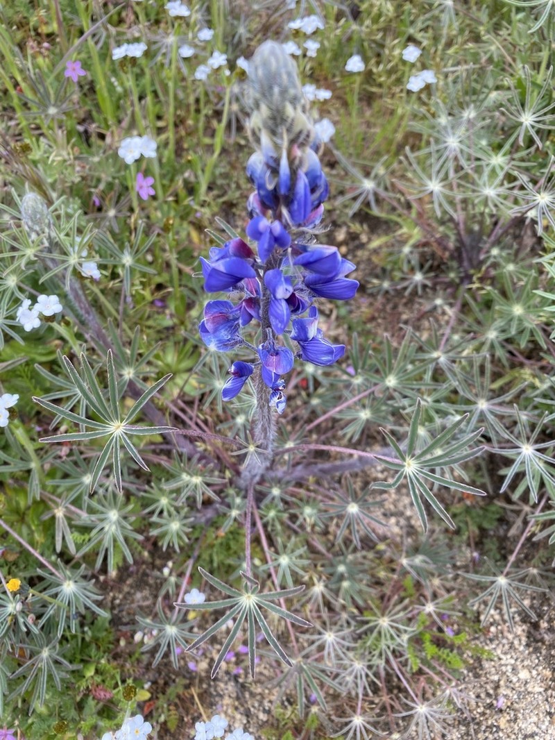 Spider Lupine photo 6