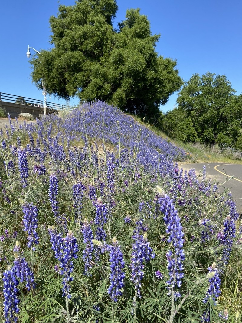 Spider Lupine photo 7