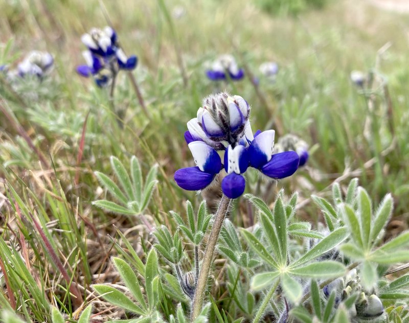 Miniature Lupine