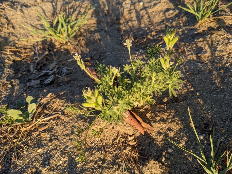 Miniature Lupine photo 6