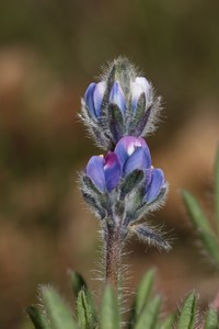 Congdon's Lupine