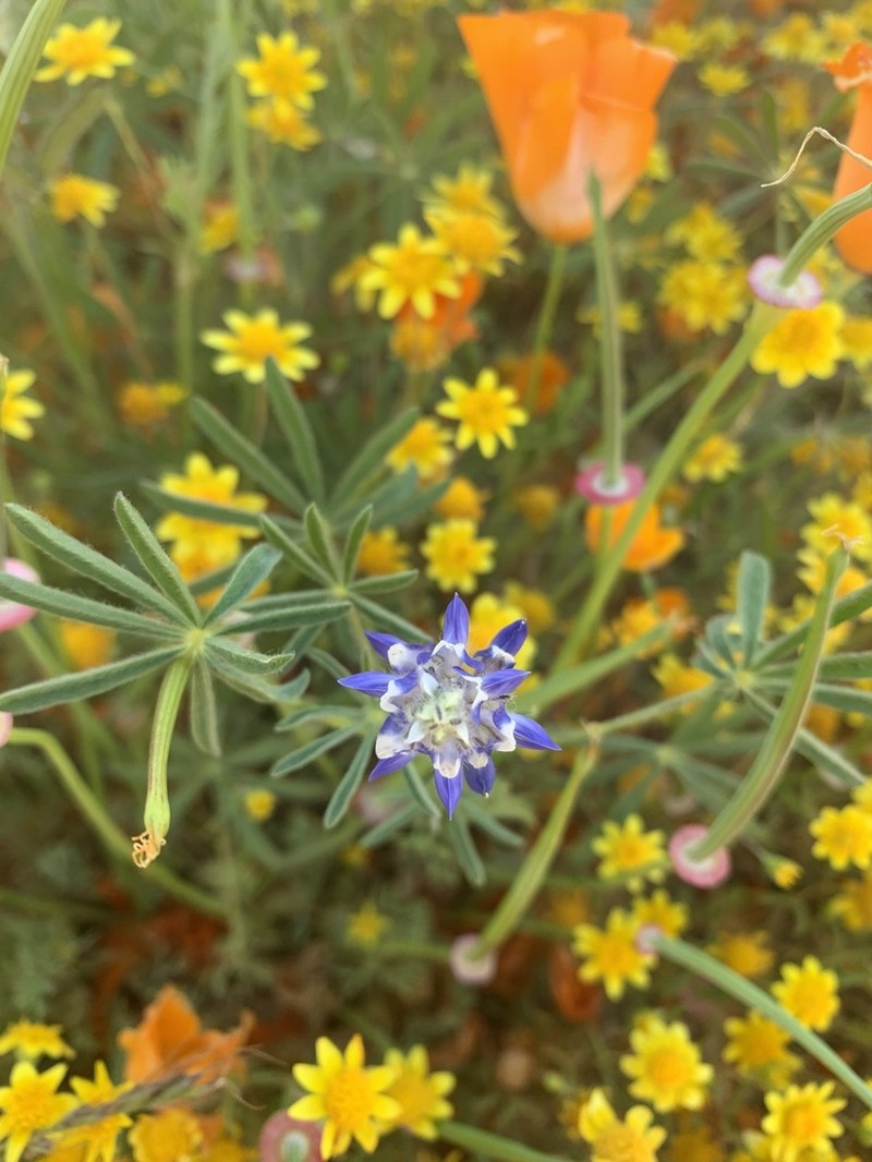 Congdon's Lupine photo 3