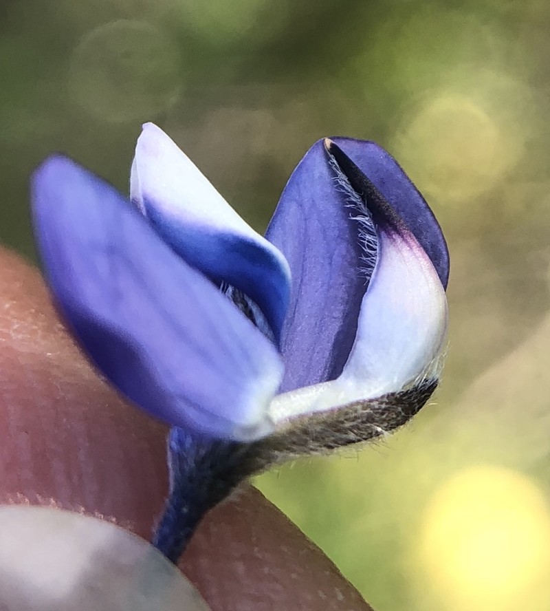 Congdon's Lupine photo 4