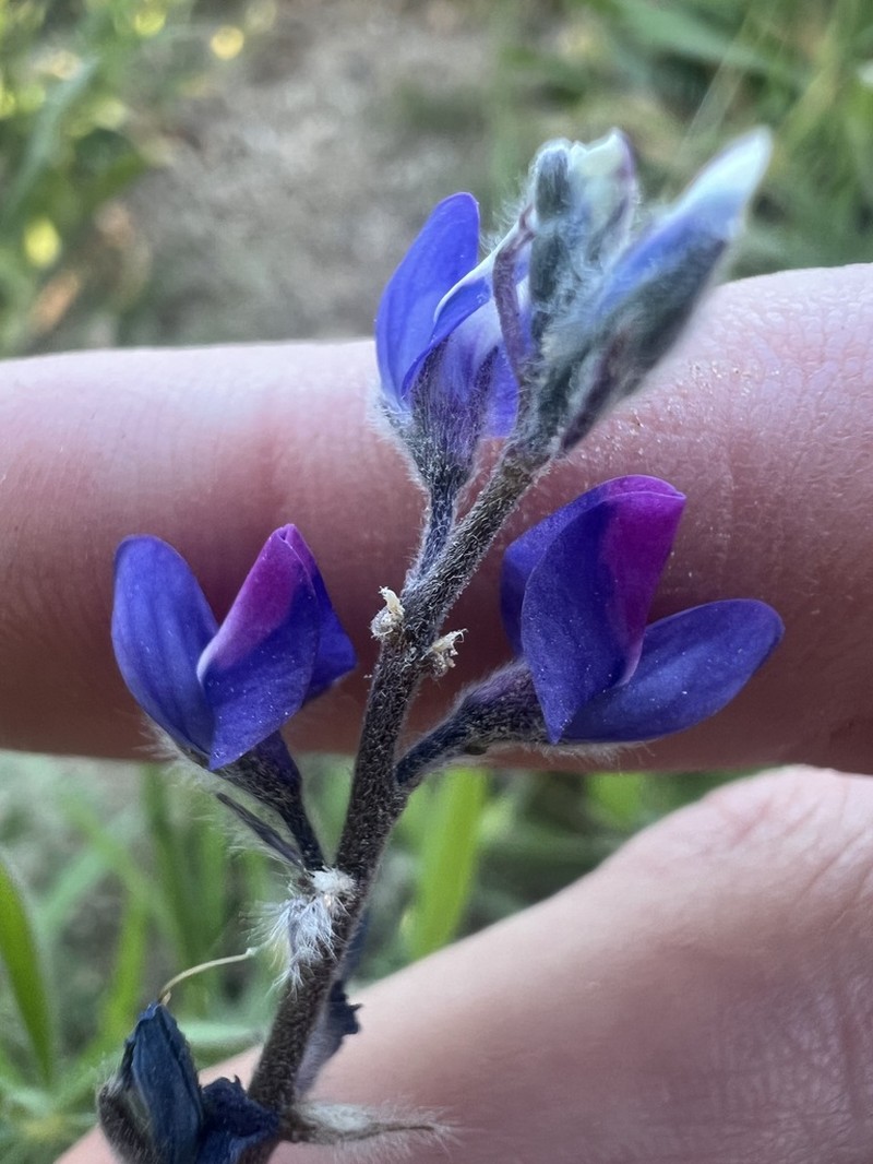 Congdon's Lupine photo 7