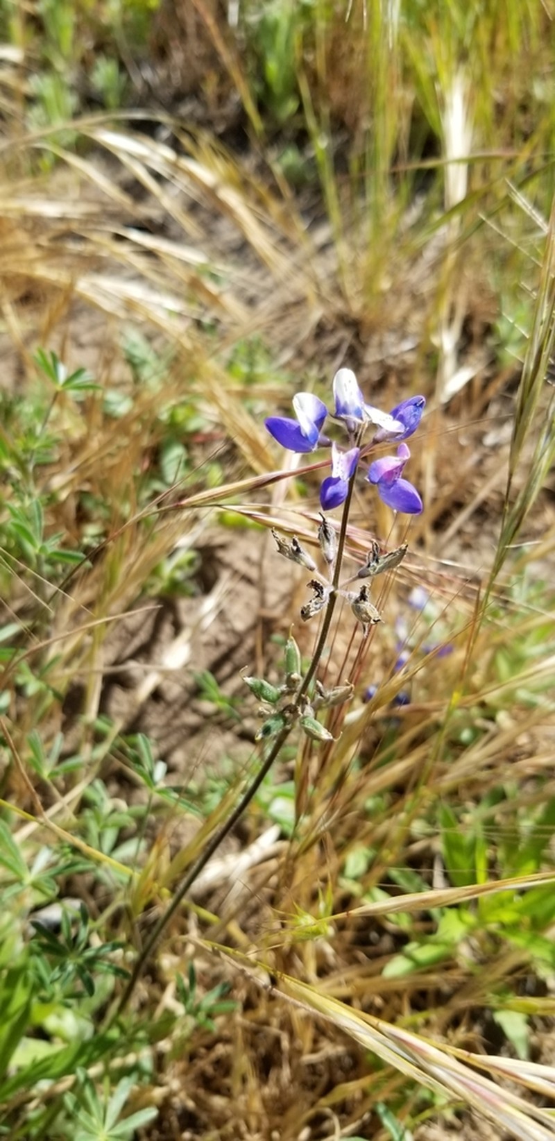 Congdon's Lupine photo 8