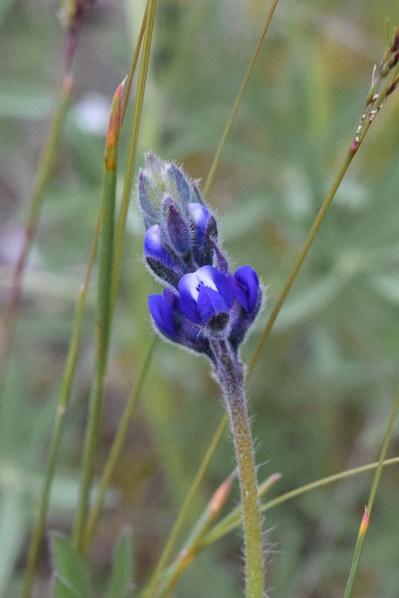Smallflower Lupine photo 2