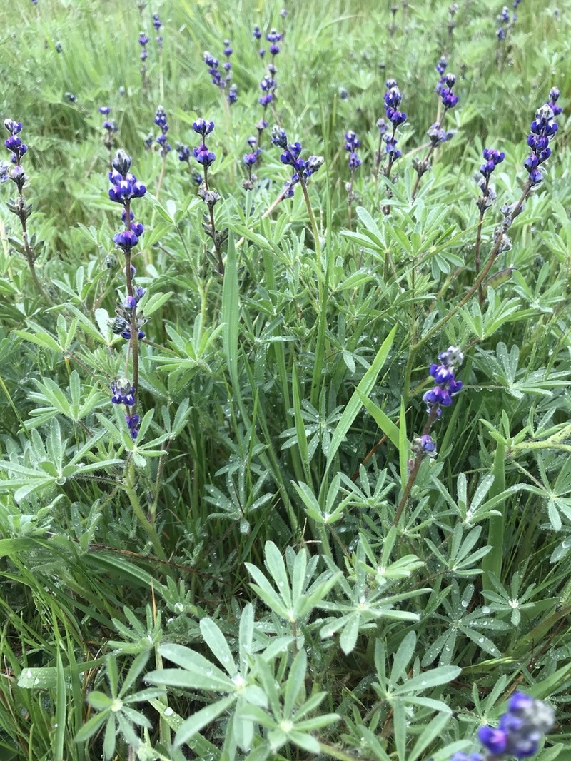 Smallflower Lupine photo 5