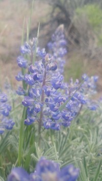 Bingen Lupine