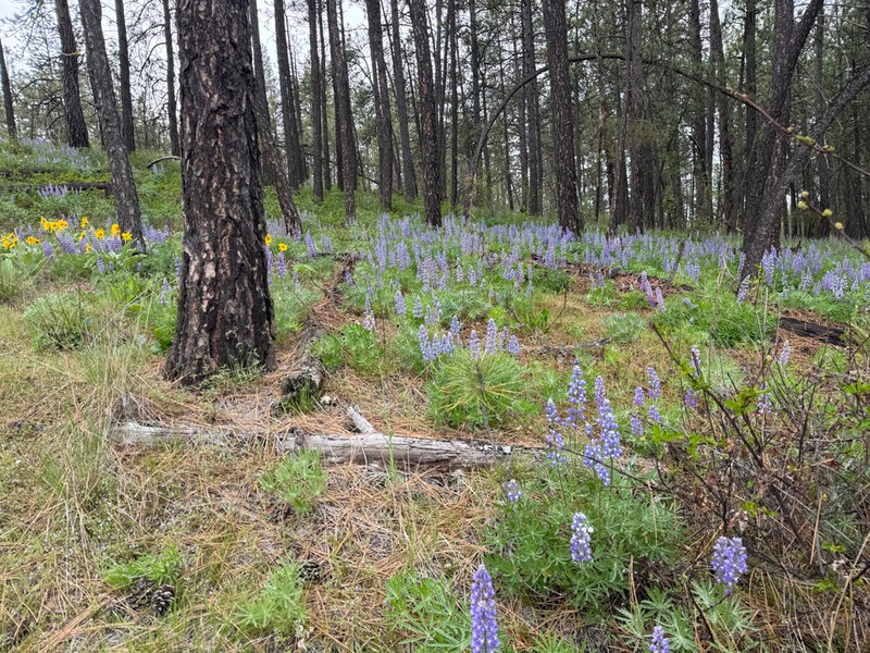 Bingen Lupine photo 4