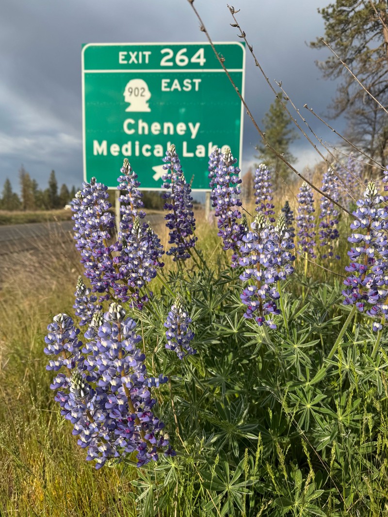 Bingen Lupine photo 5