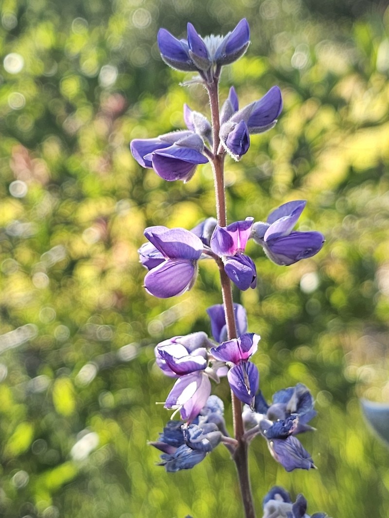 Bingen Lupine photo 6