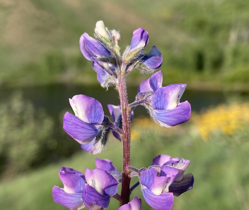 Bingen Lupine photo 7