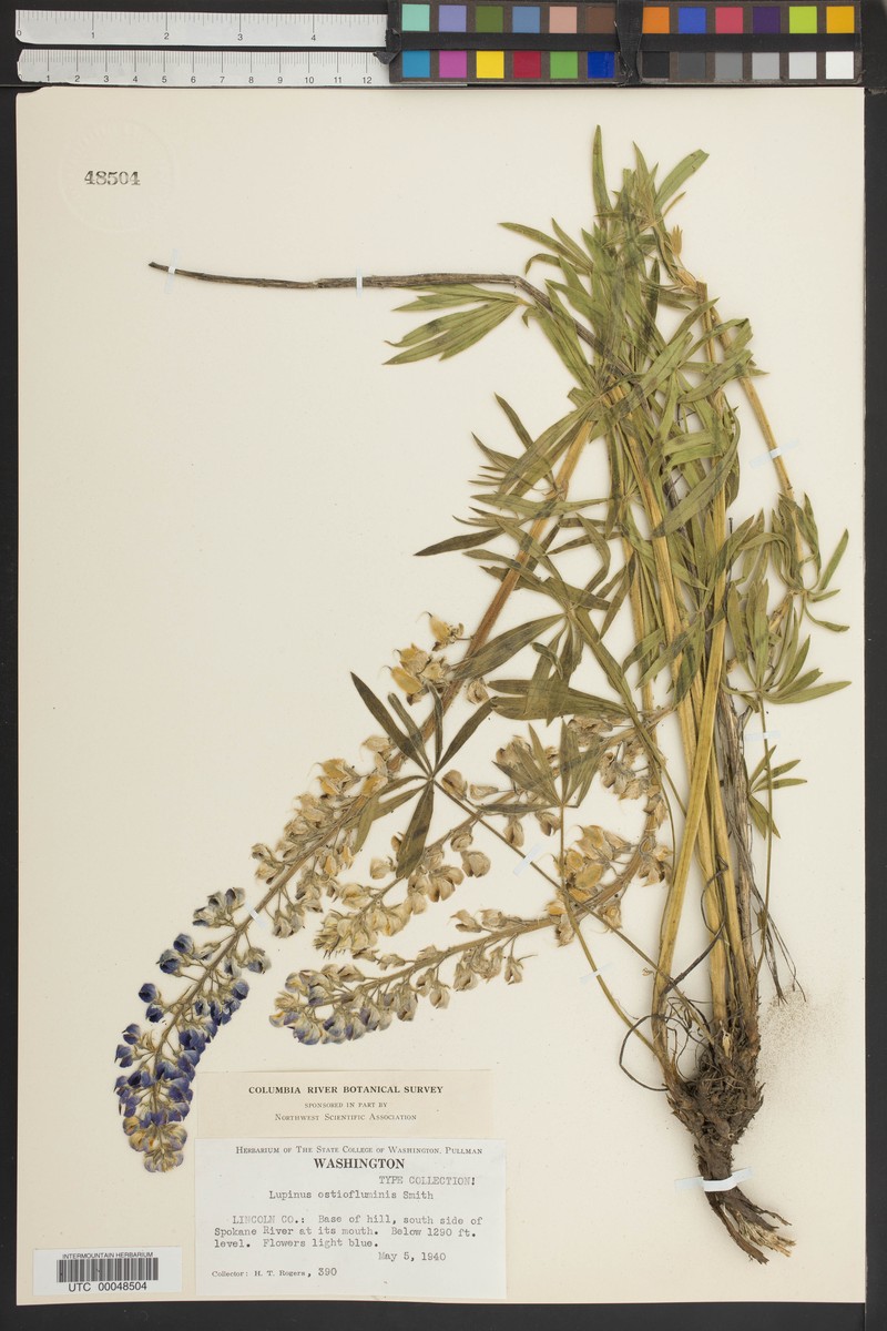 Lupinus bingenensis var. bingenensis photo 3