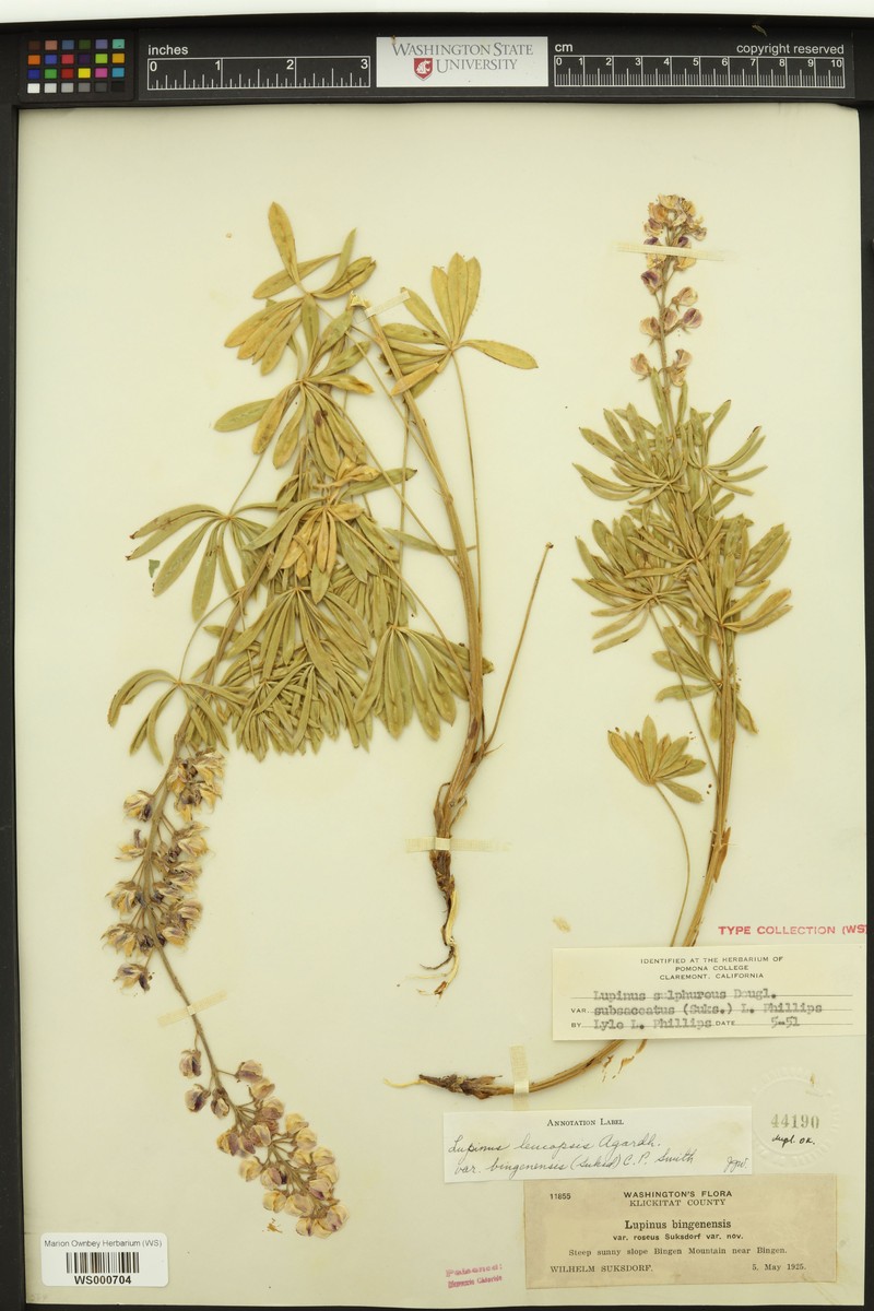 Lupinus bingenensis var. bingenensis photo 2